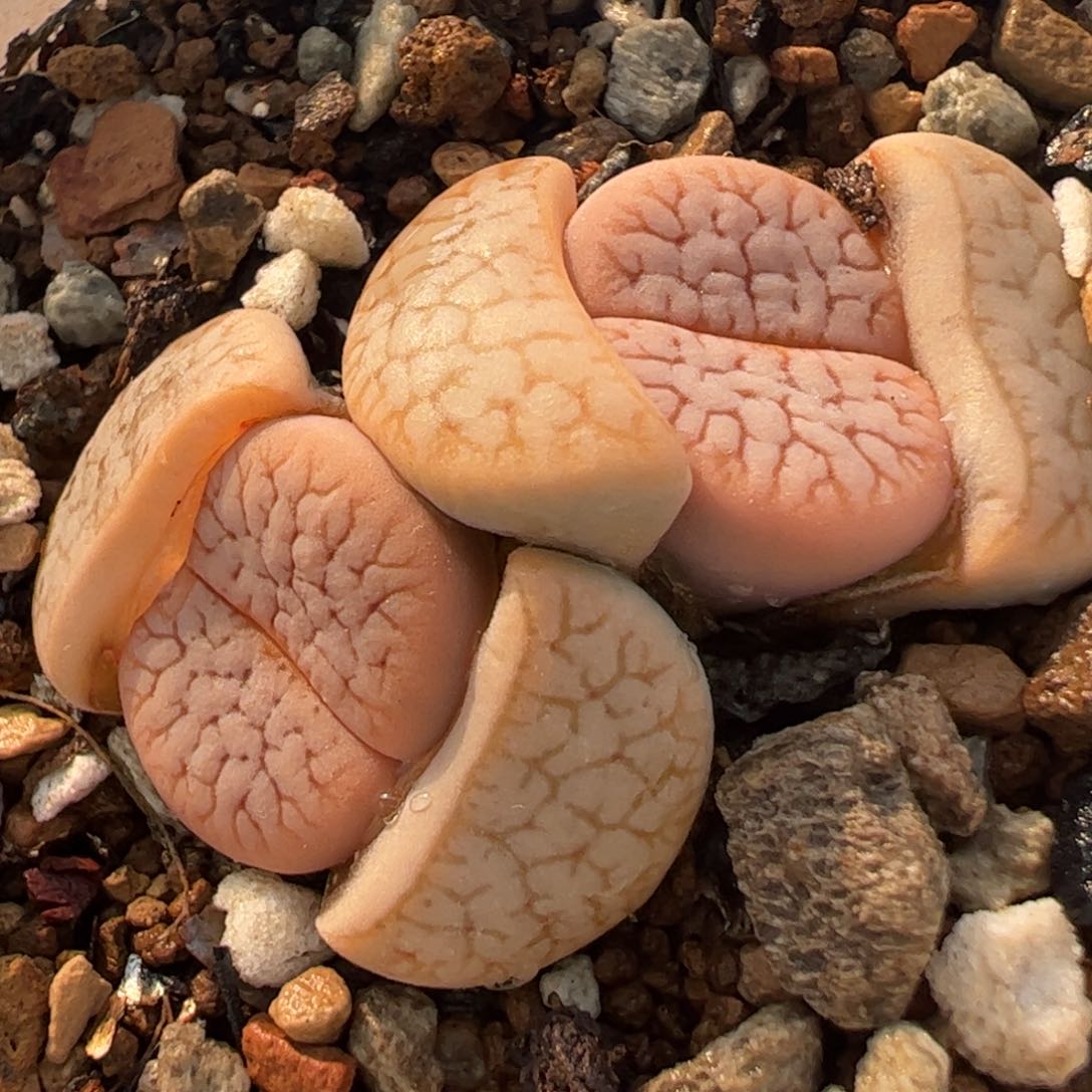 551多肉植物百科