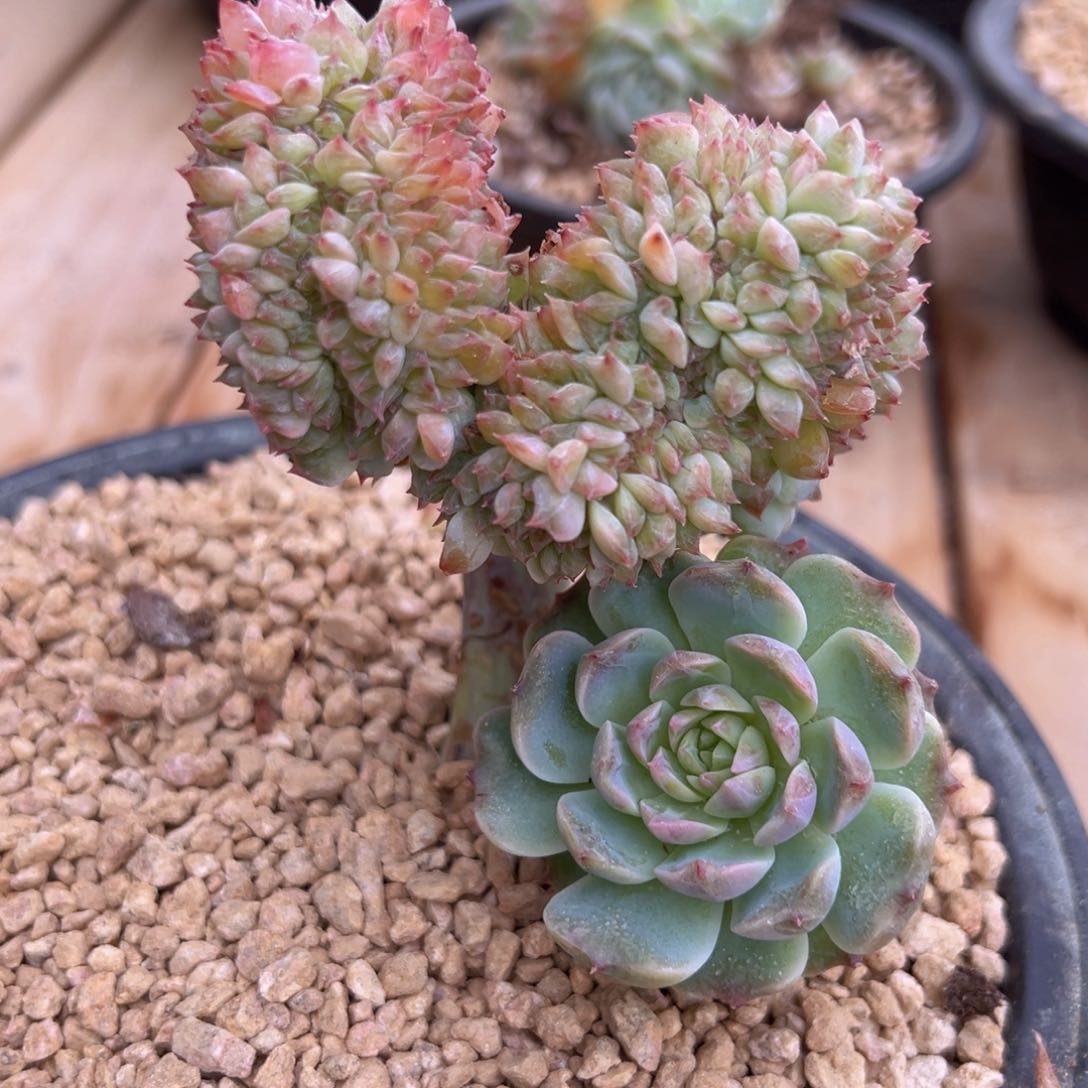 飞**嘎新年快乐啊8888888