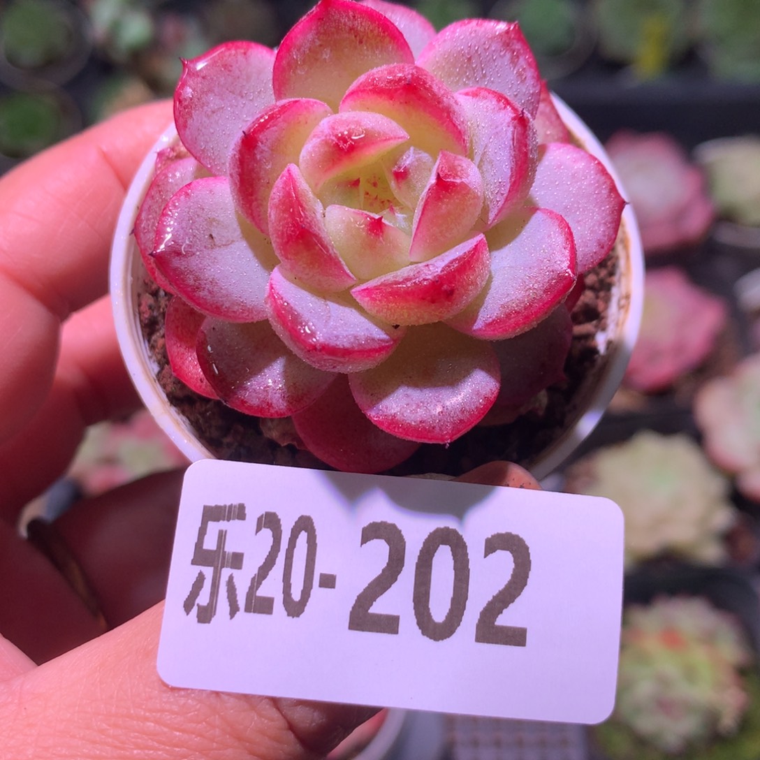 乐然20-202 新品单头