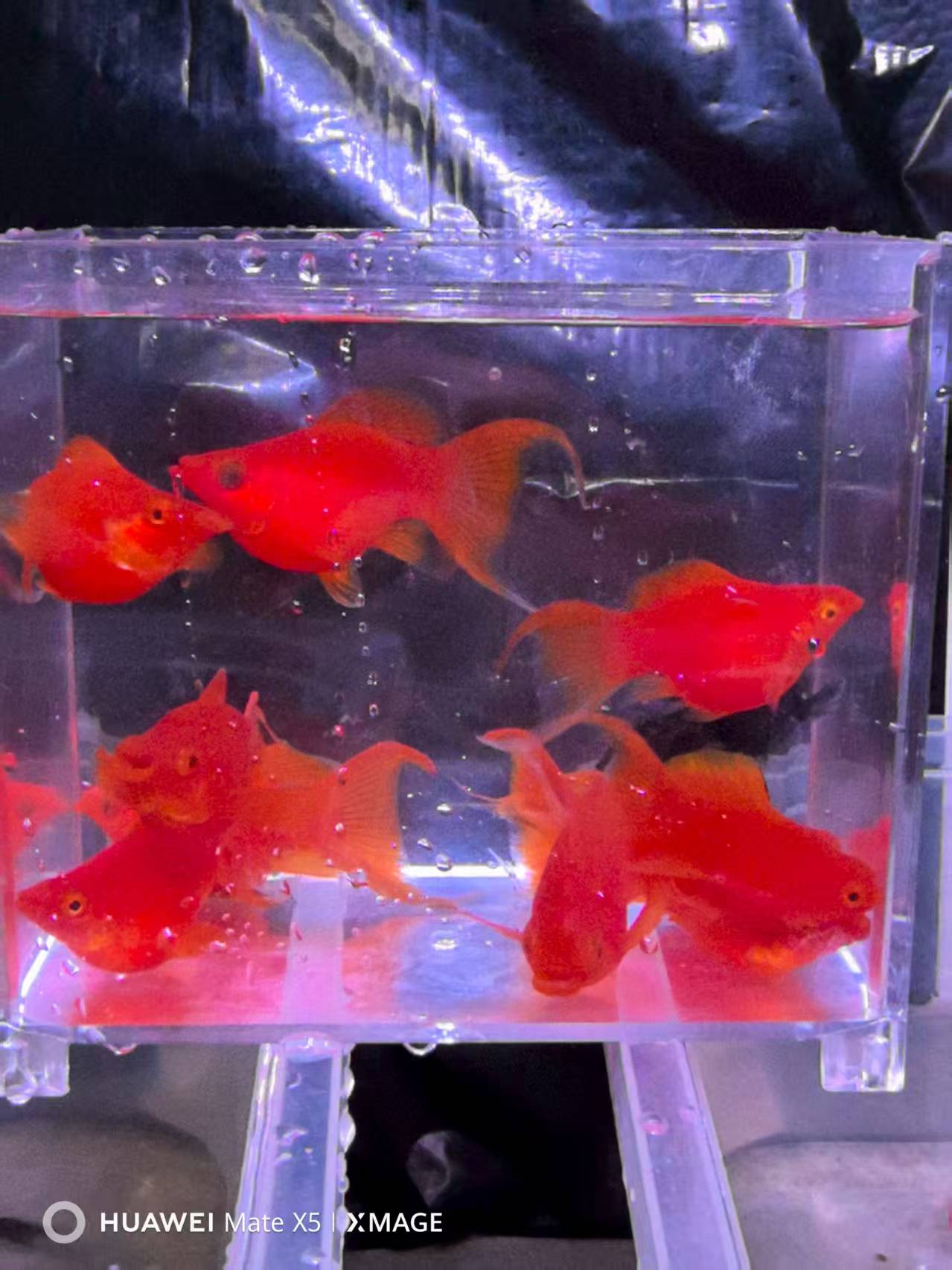 燕尾精品玛丽球热带淡水鱼易饲养