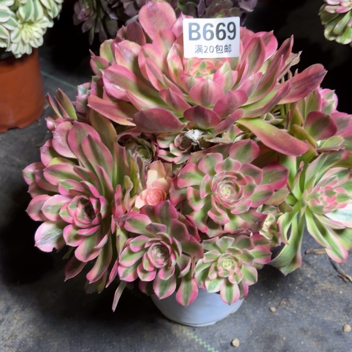 瑞妈一物一拍669