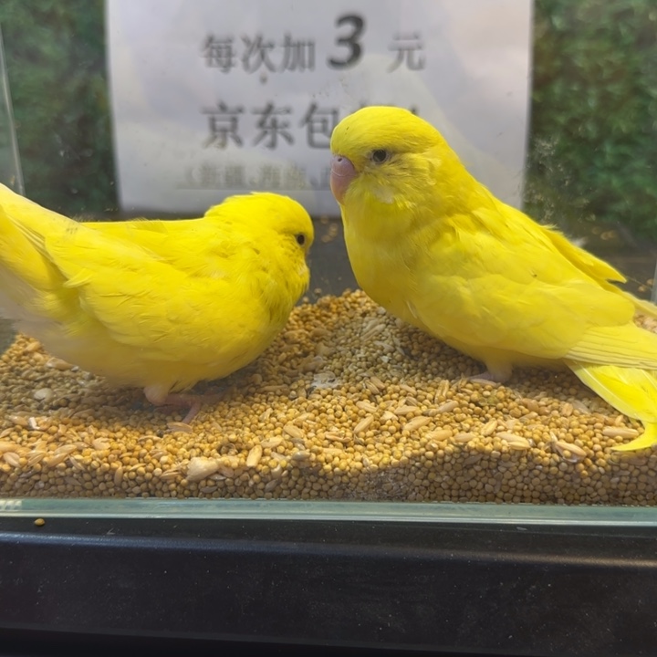 虎皮鹦鹉大头虎皮鹦鹉