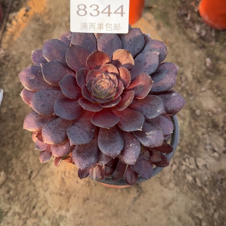 8344黑美人多肉植物