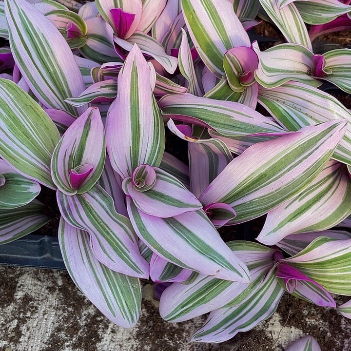 小油画1元带土发货