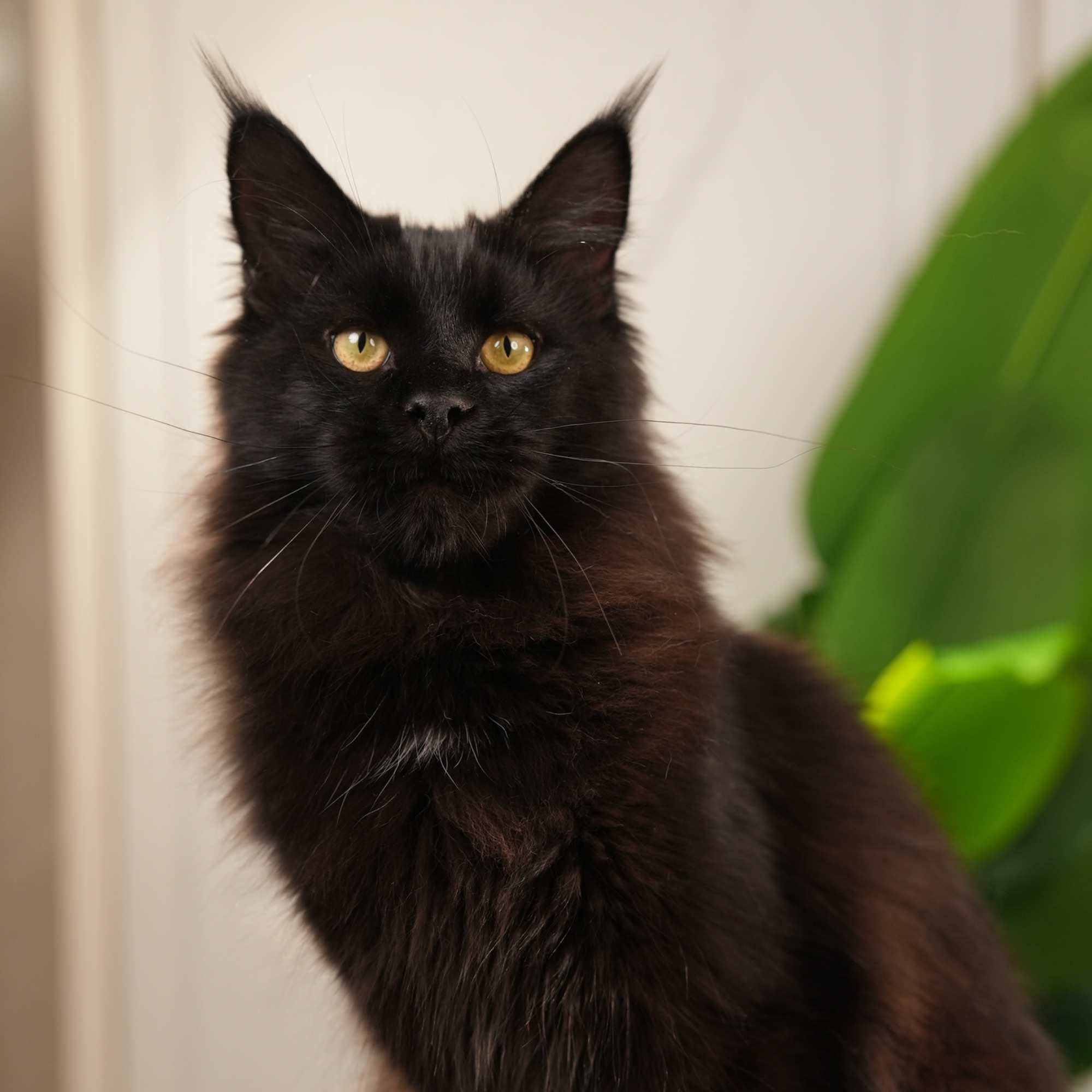 5月龄纯黑缅因猫弟弟三针疫苗齐全一芯一猫双血统包180天猫瘟传腹