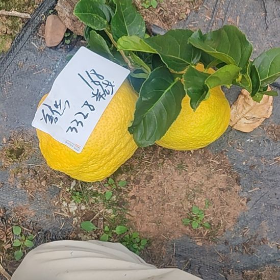 善***悠小黄金ggggggggghg