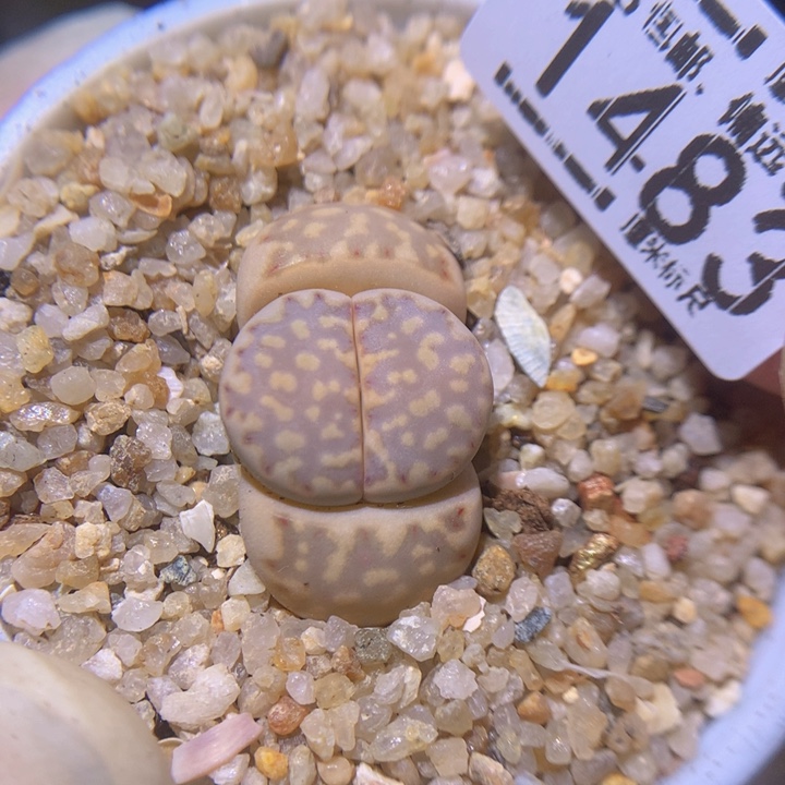 Zzz精品生石花1483