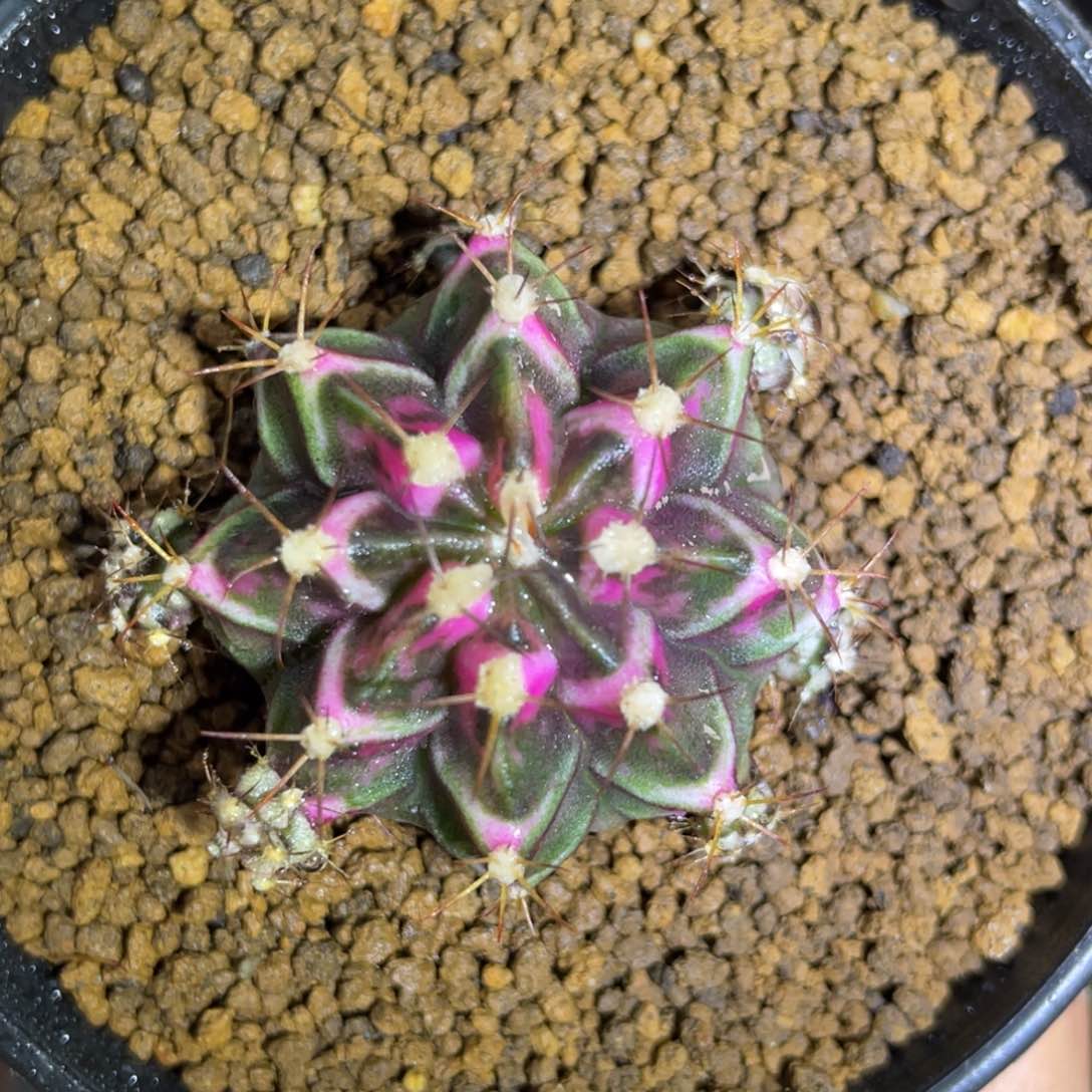 米哈星球00000000010