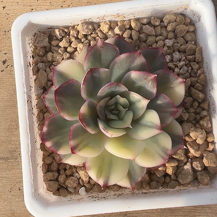 武仙座锦多肉植物