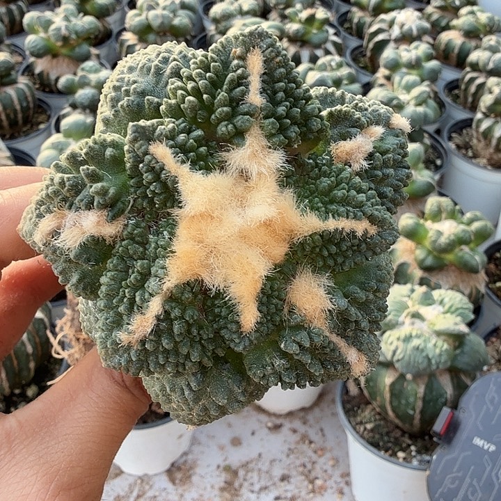 无花朵556黑斯拉牡丹