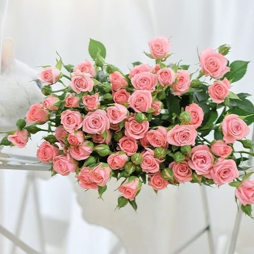 10枝方德荷冠甜心多头玫瑰（杆子细把头小）【两单京东或顺丰包邮】