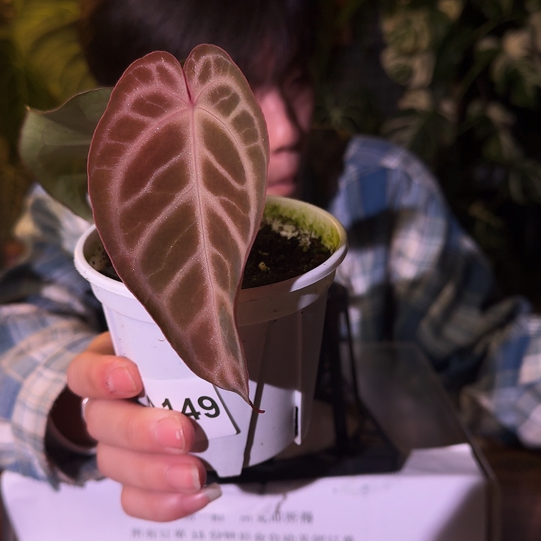 不开花植物A149skg银红杂粉柠檬