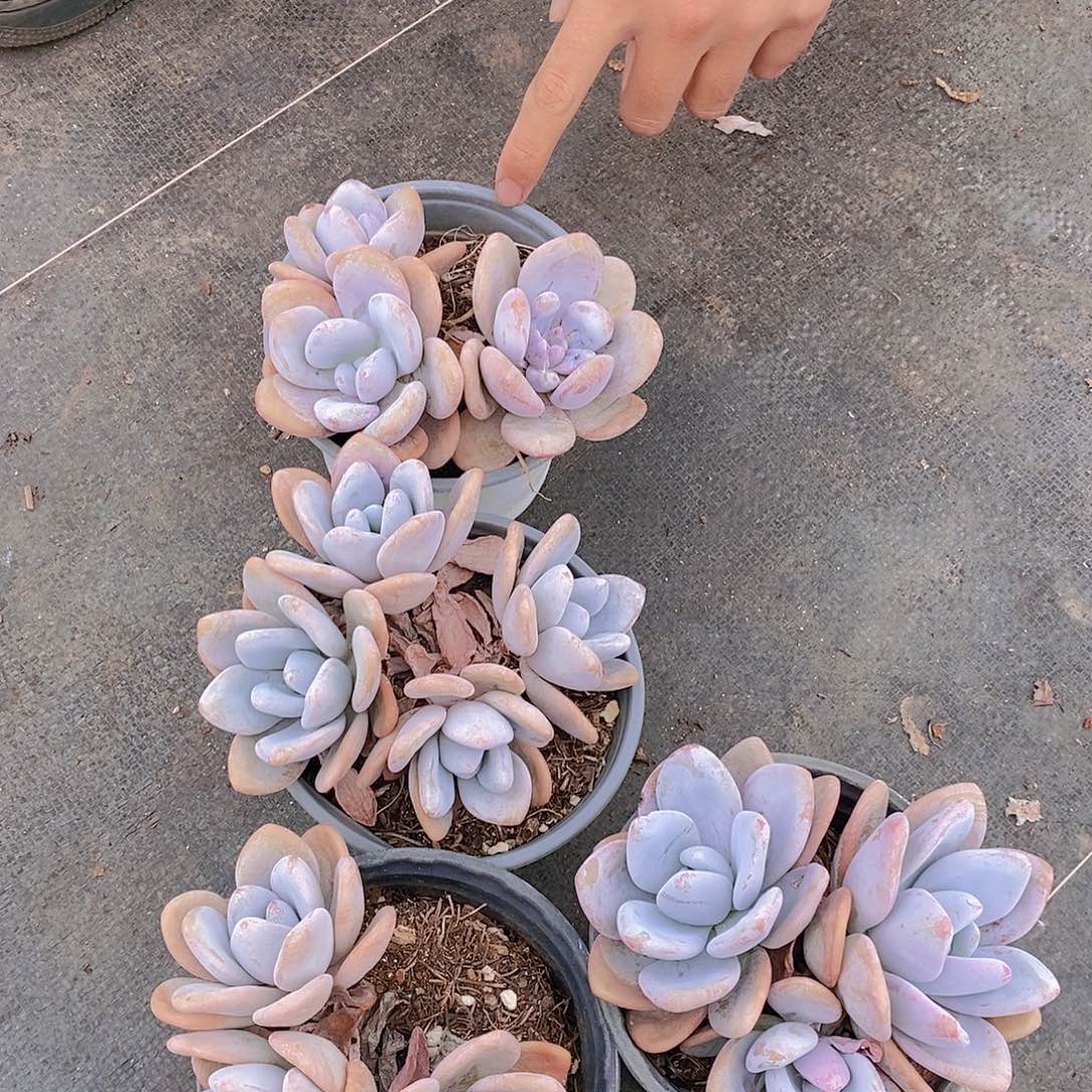 三头起发粉兔一盆