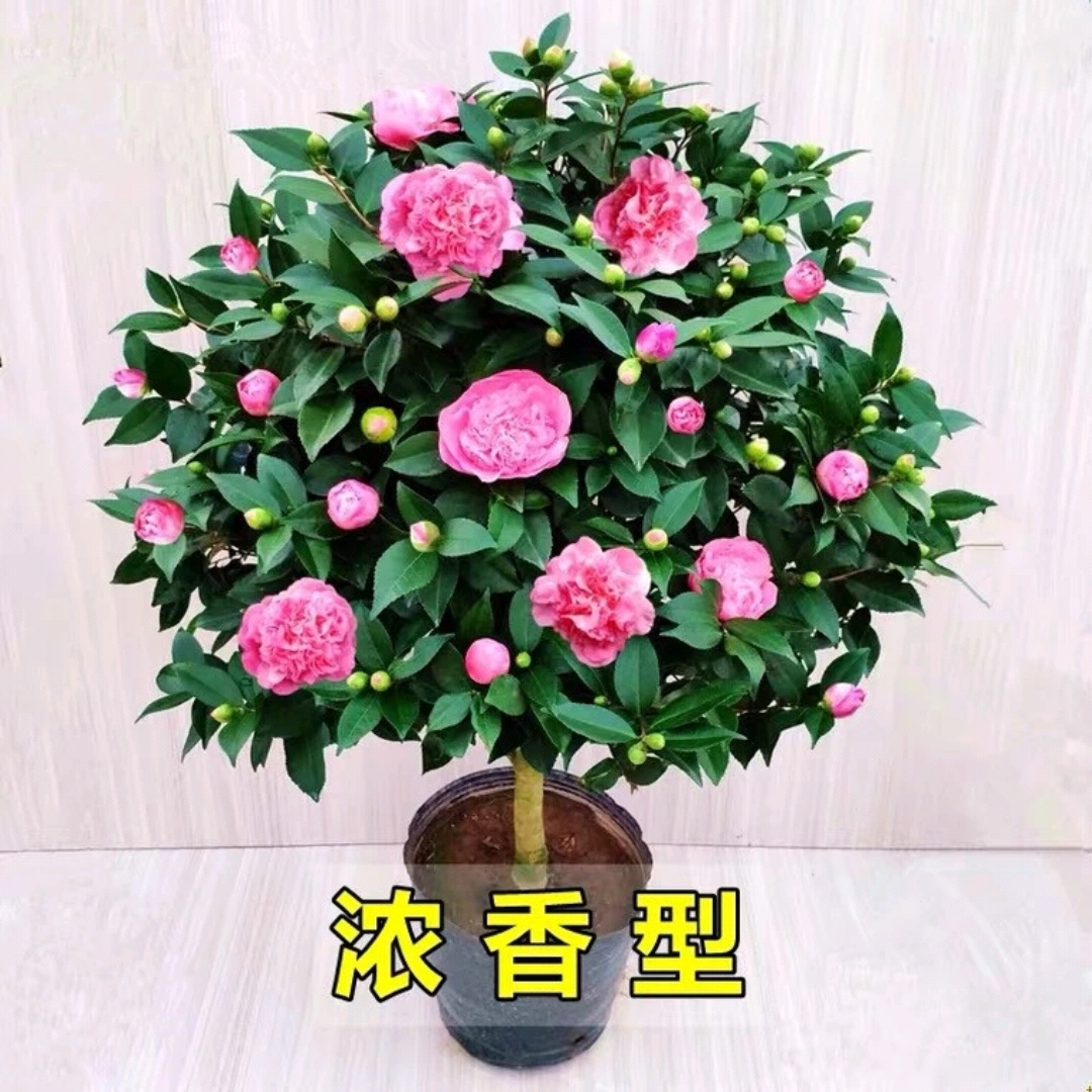 香妃茶花粉色大花浓香型简单家庭室内室外阳台庭院好养护原盆发货