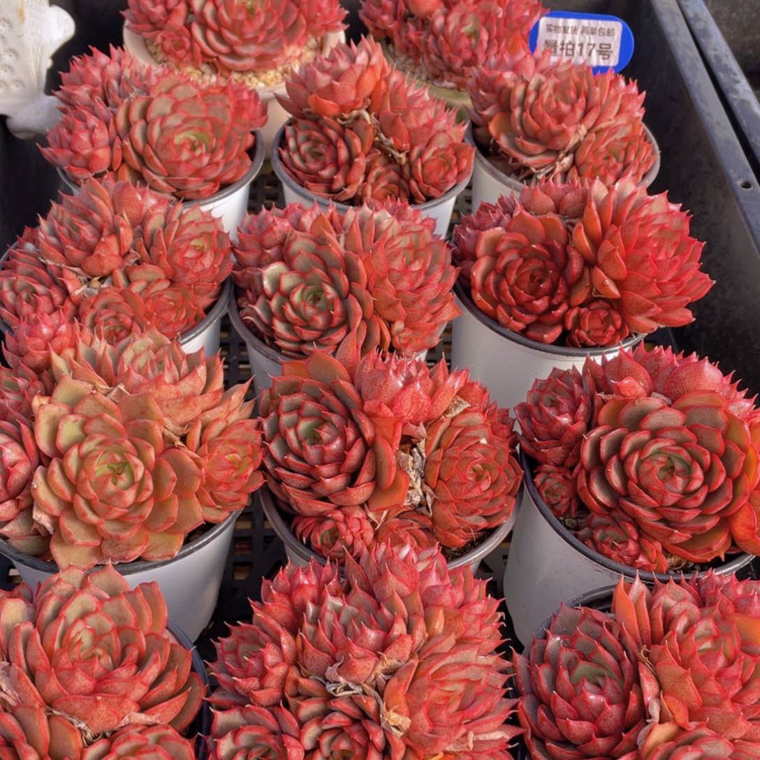 量拍17号 安娜玫瑰大群生一个