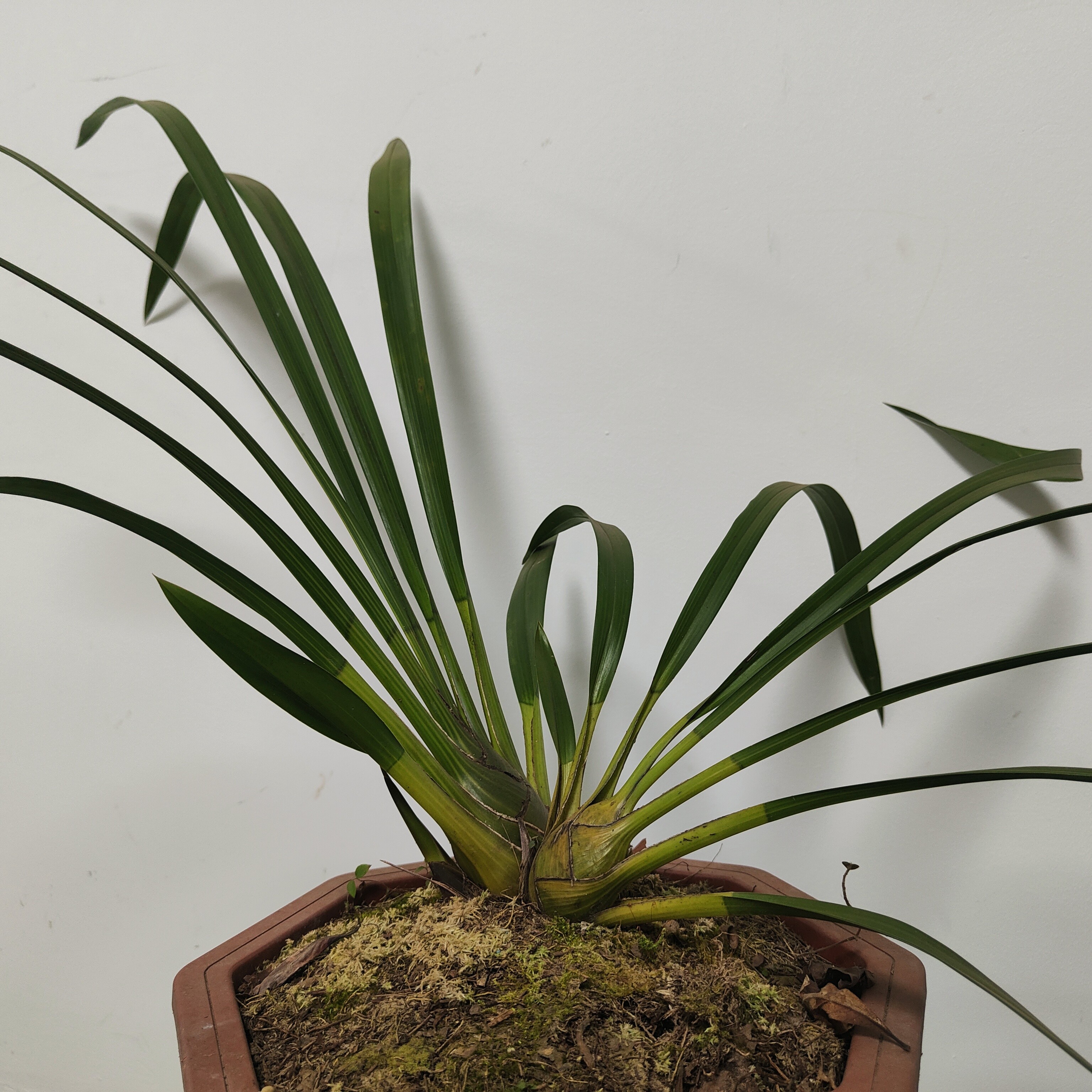 春兰，绿兰，虎头兰，送春，兔耳兰，等绿植（直播间一物一拍）