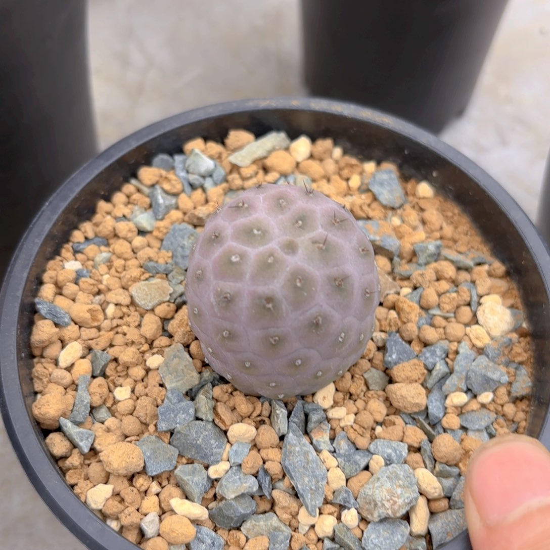 紫皮习G g g g g g g g