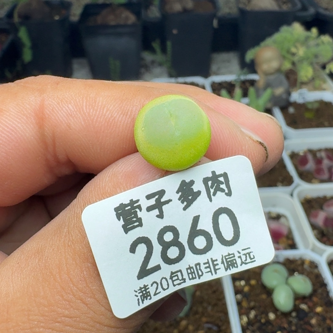 拉登1.3脱土1200。            