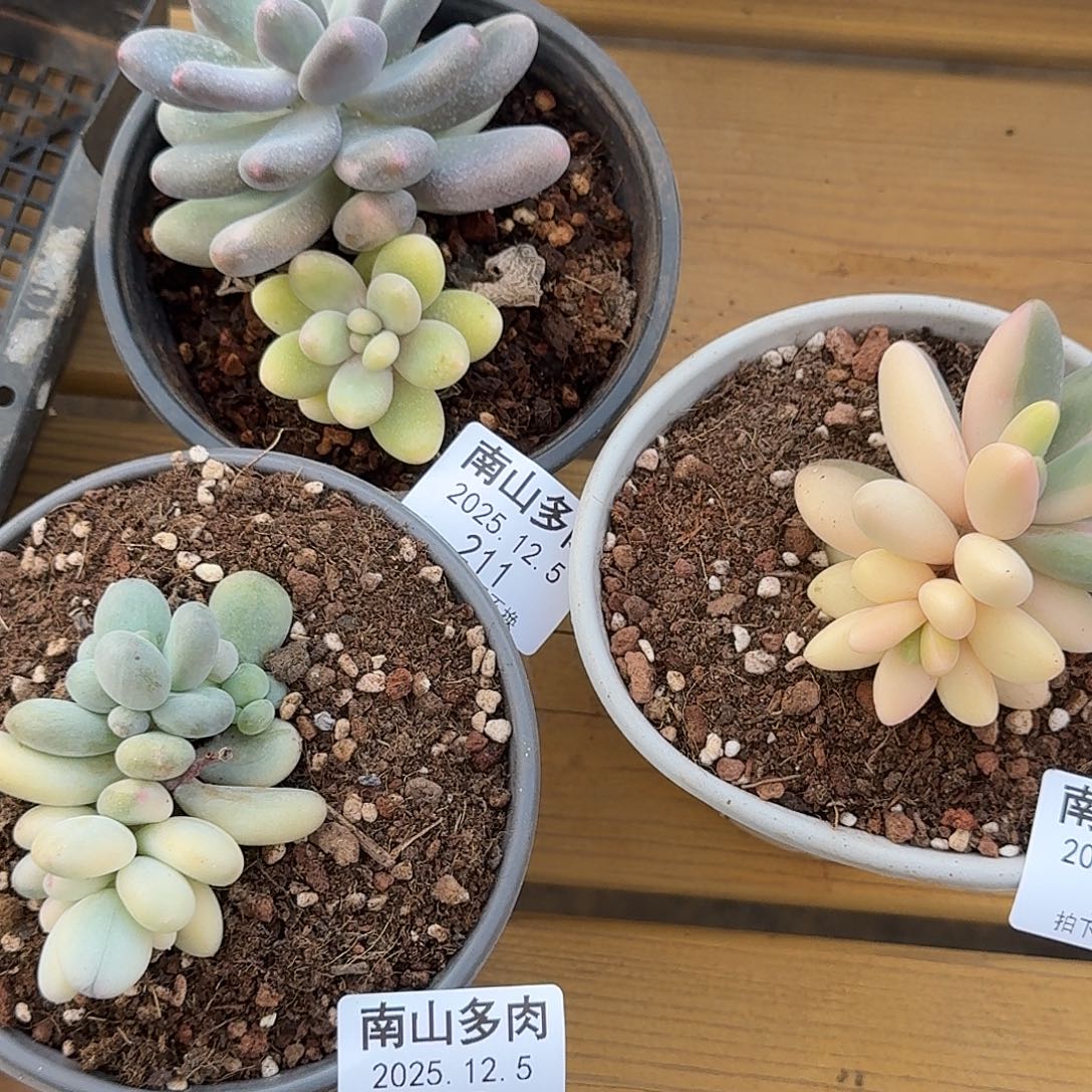 大***糖红手指奶酪锦美人杂1125-211-226-225