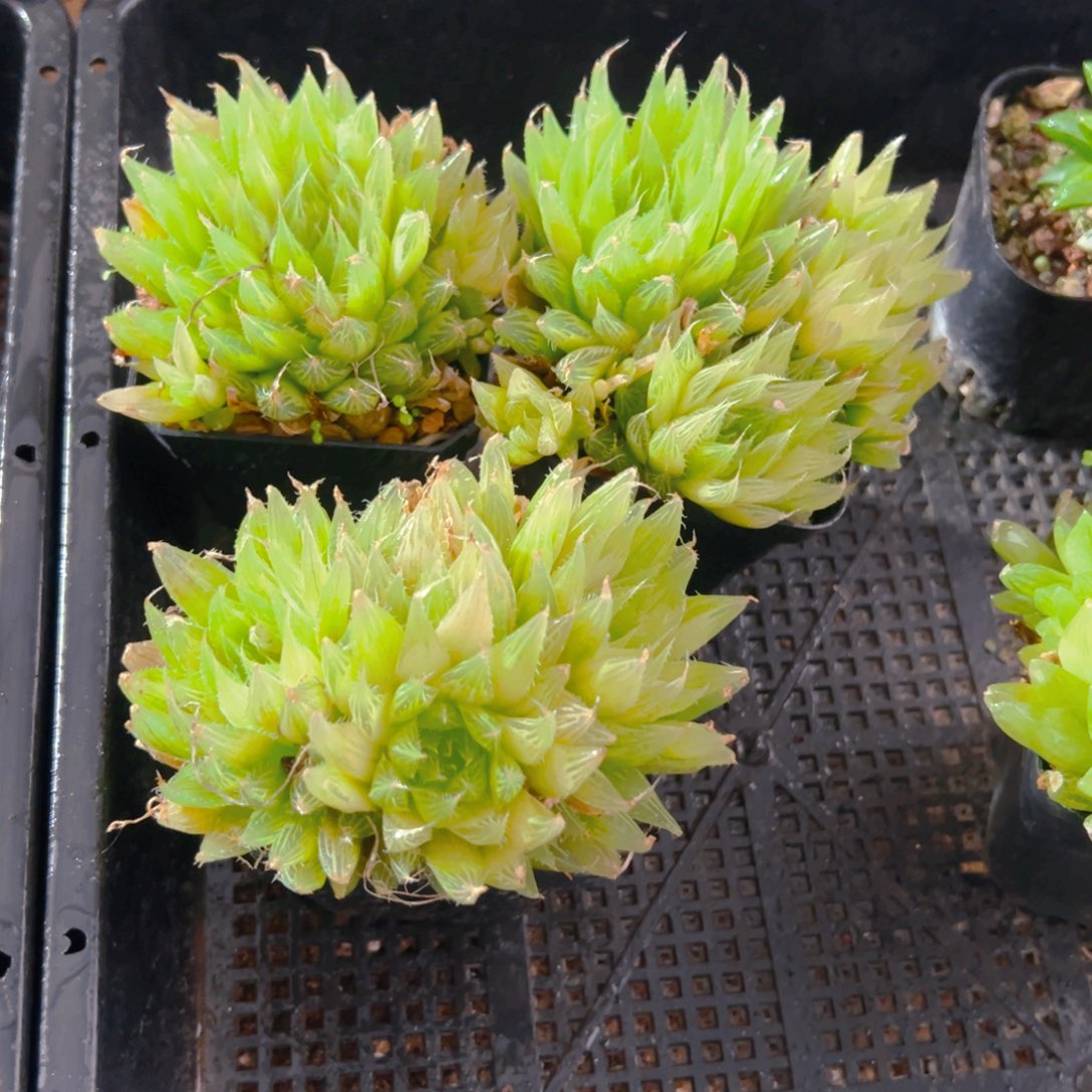 钻石实生玉露多肉群多肉一颗