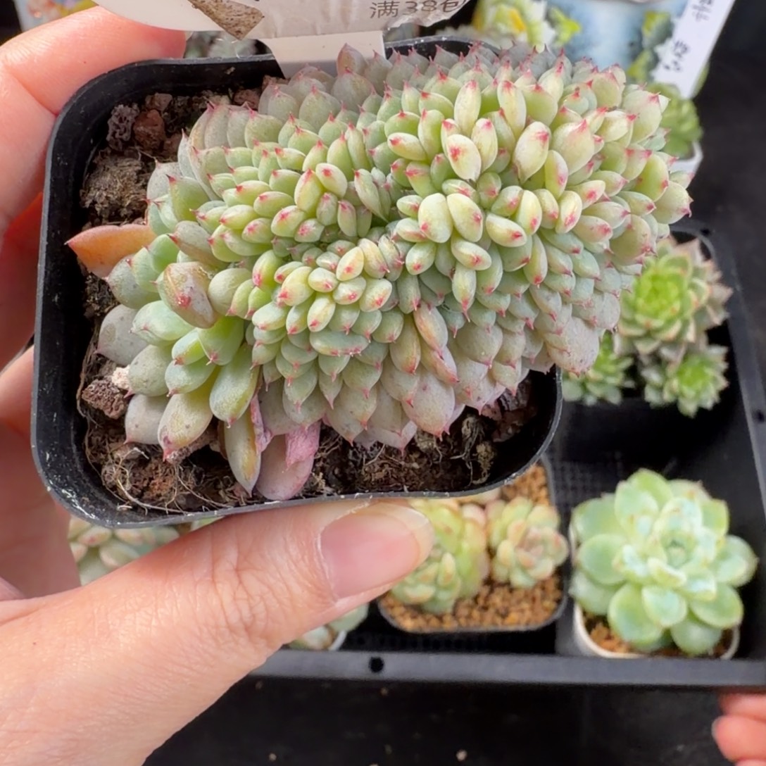 白胖子龙头高板缀49号