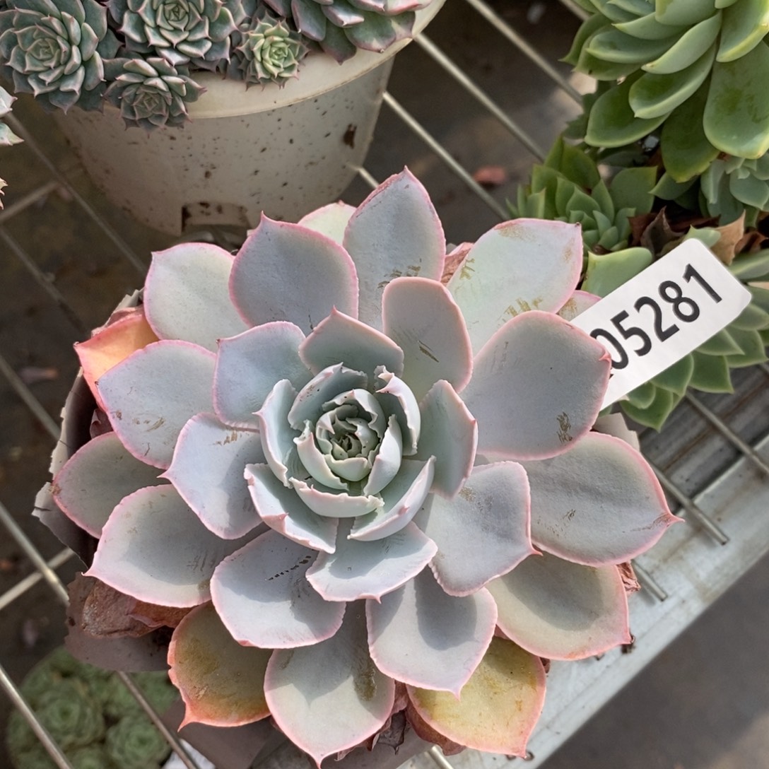 5281pinky一物一拍
