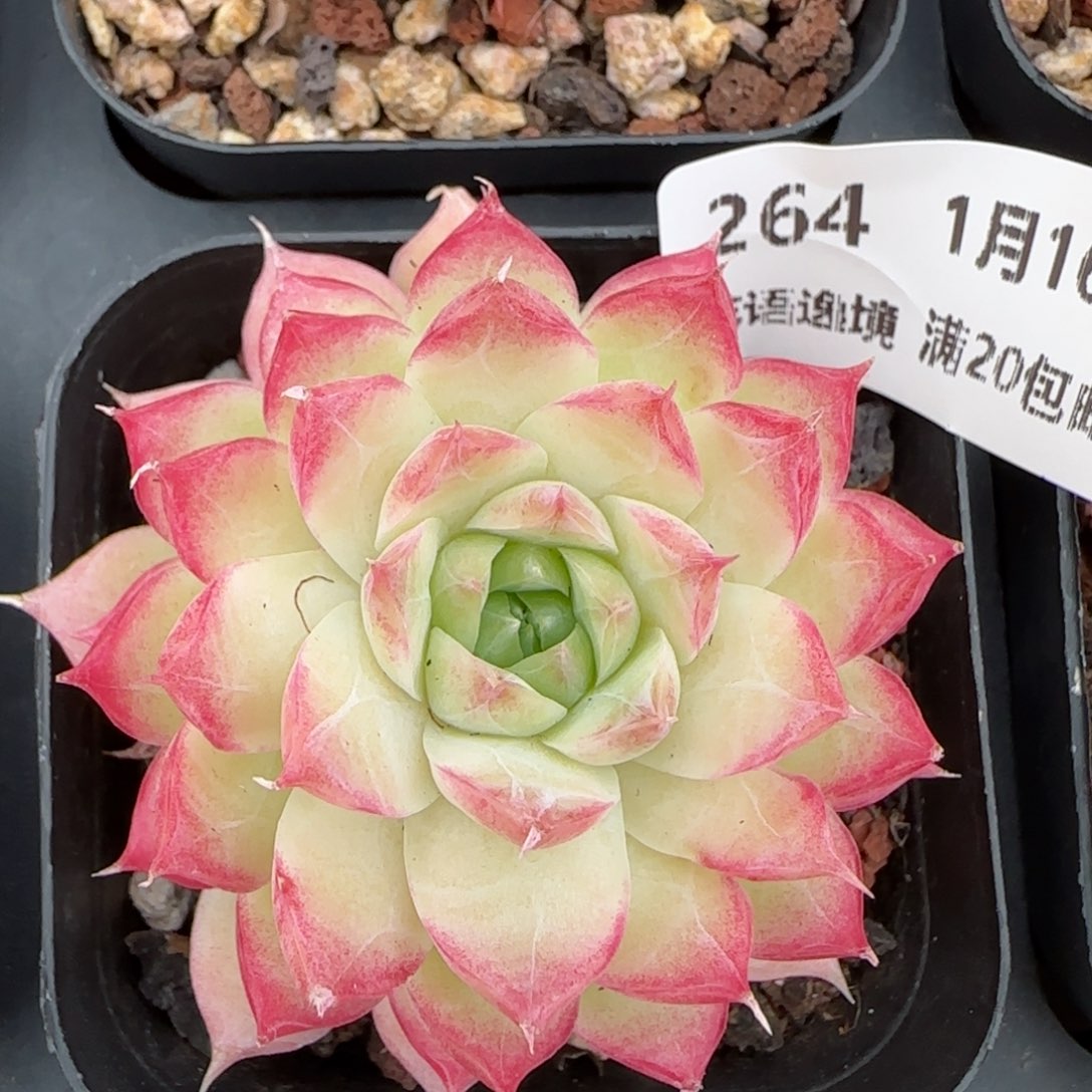 花语逸镜0116-264