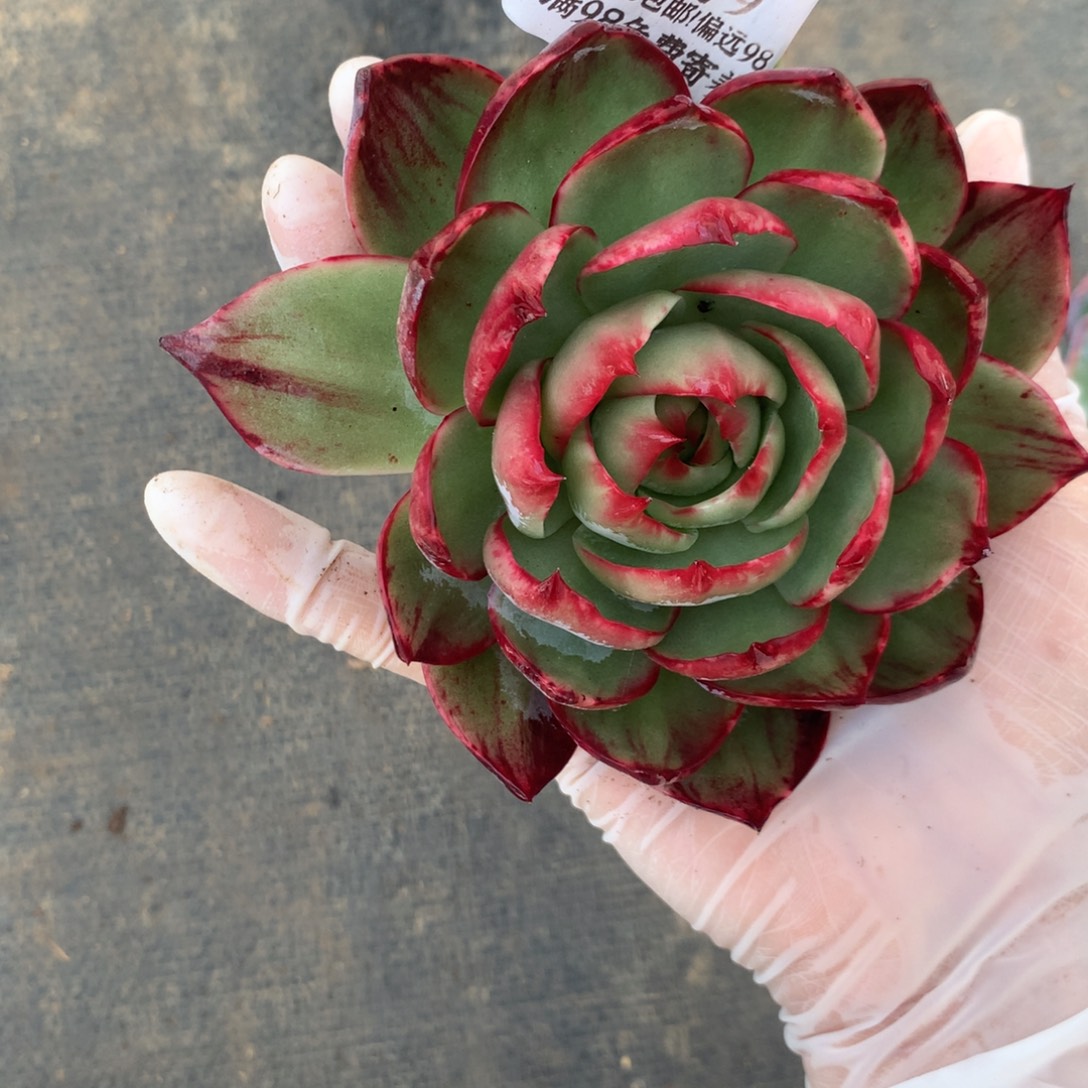 2779号多肉植物惊鸿10