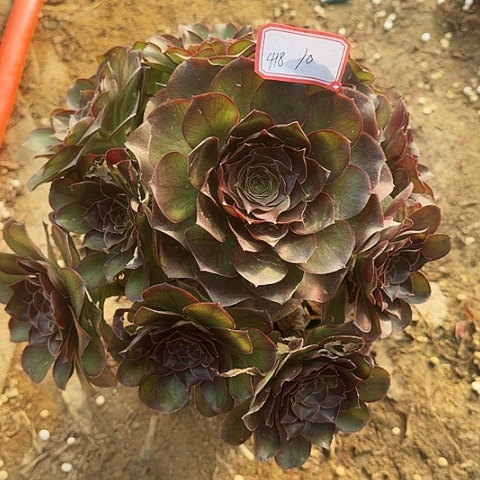 多肉植物美金玫瑰418