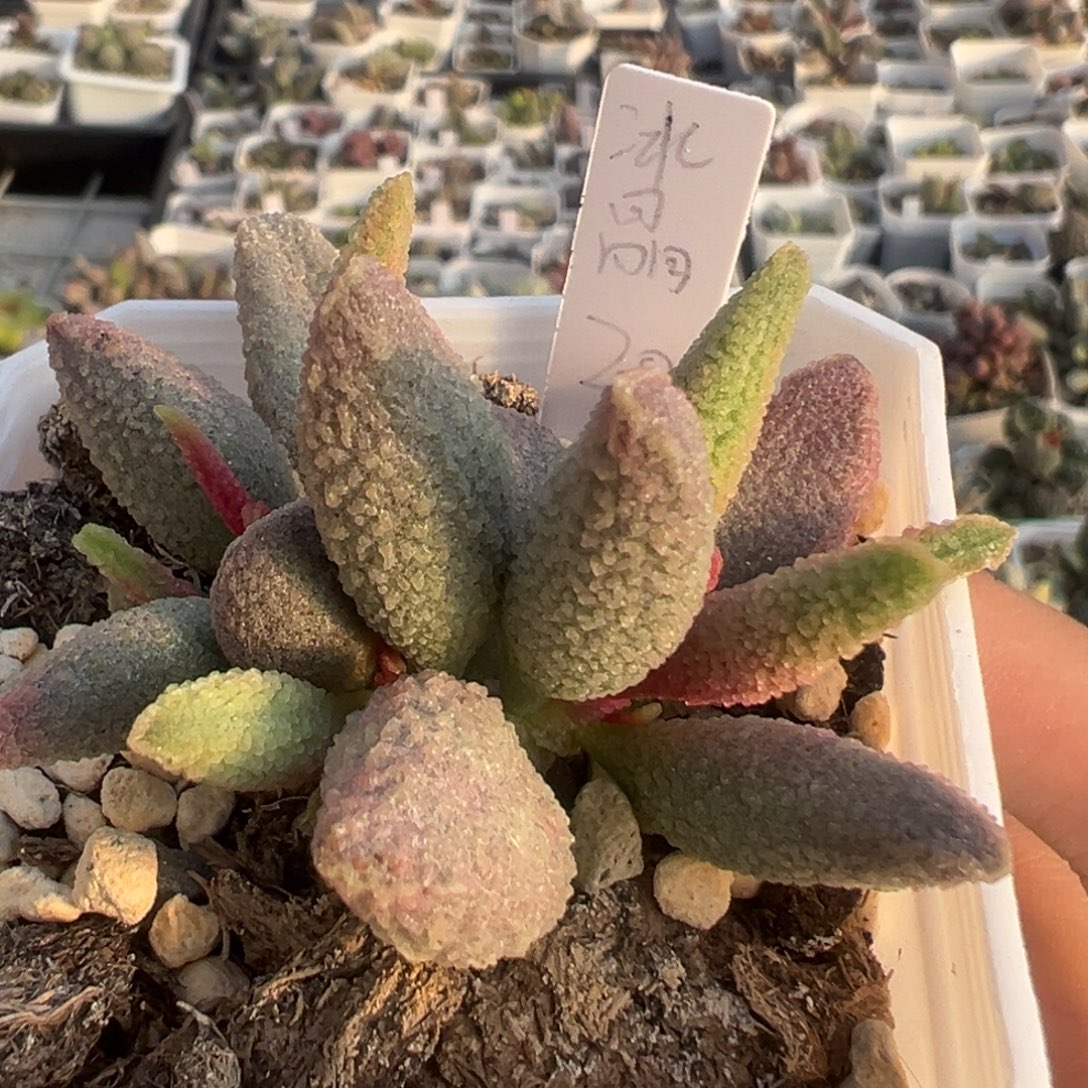 冰晶老桩多头多肉植物7