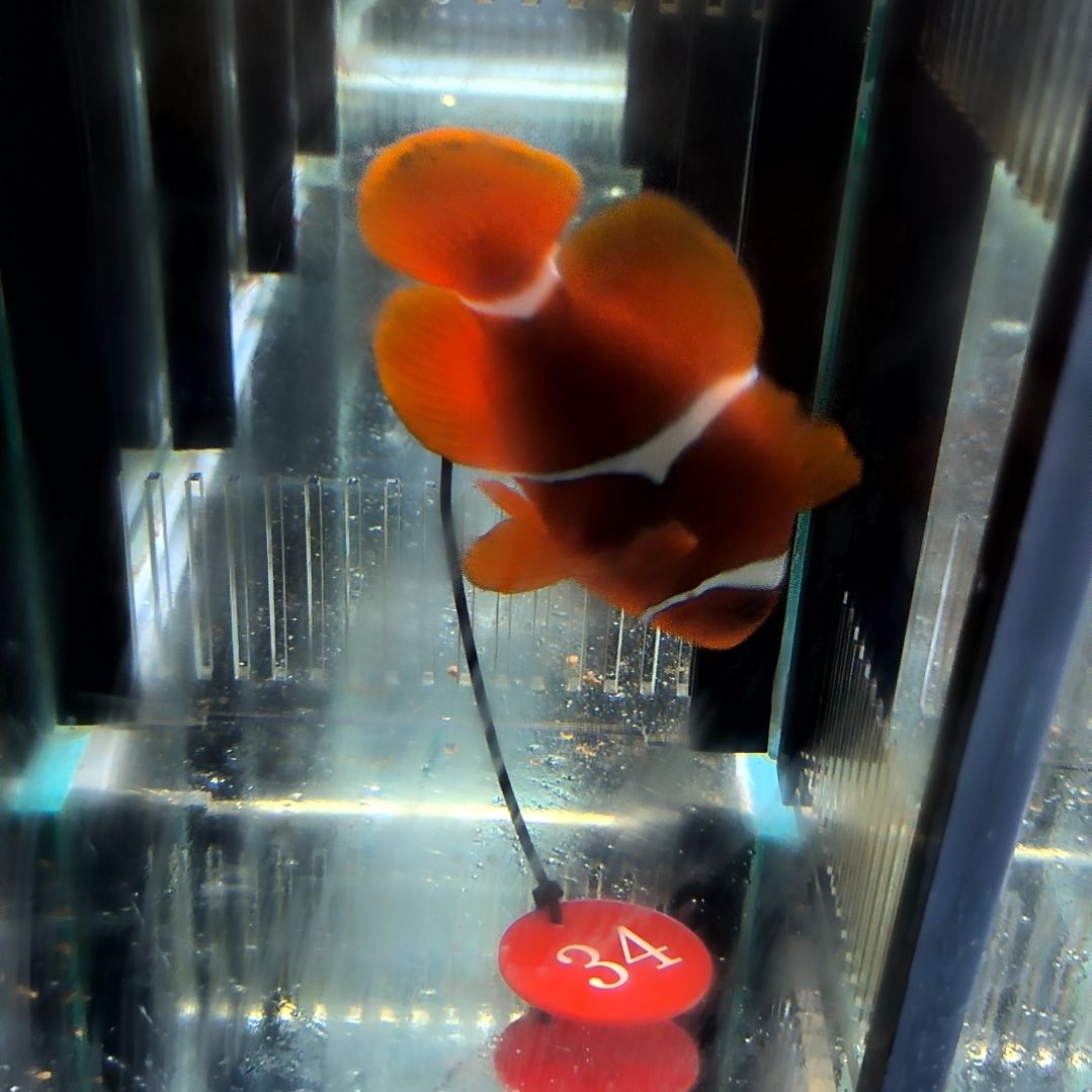 海水鱼透红微瑕9+/8-93-34