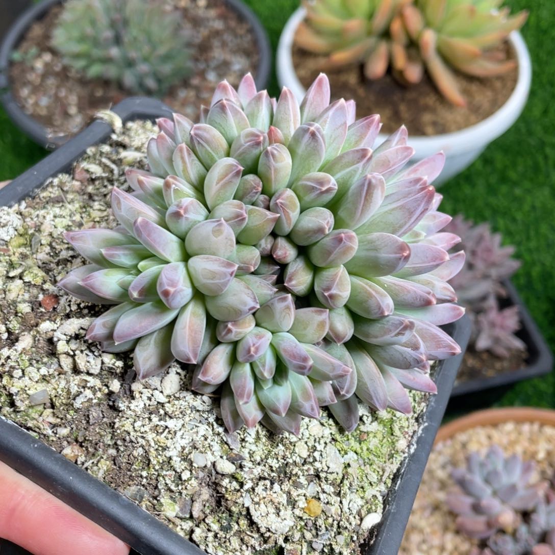 乌拉克拉杂交多肉植物