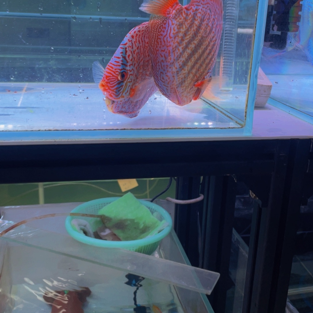 神仙鱼玩**猫十一栋