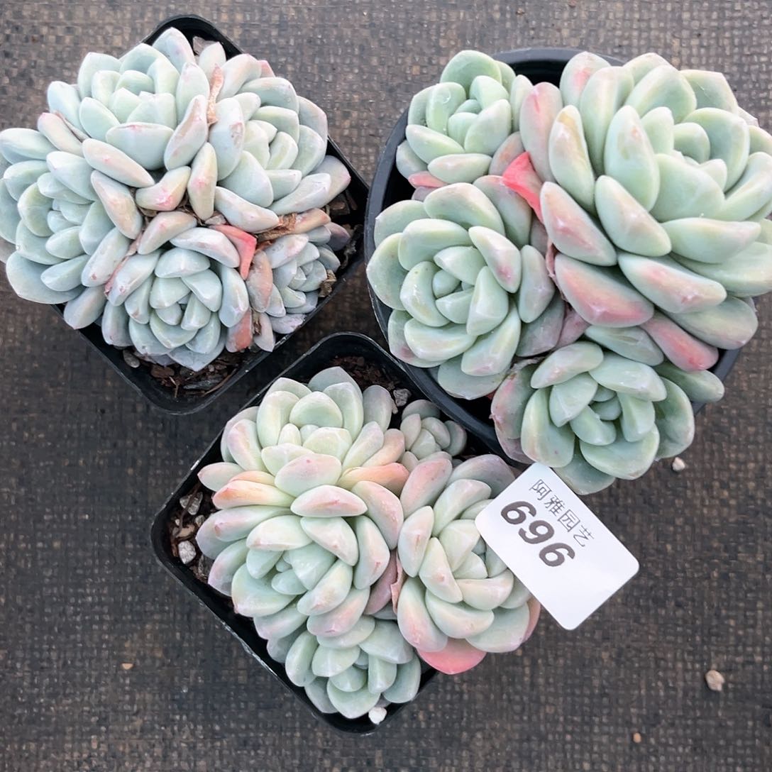 阿雅园艺。       696