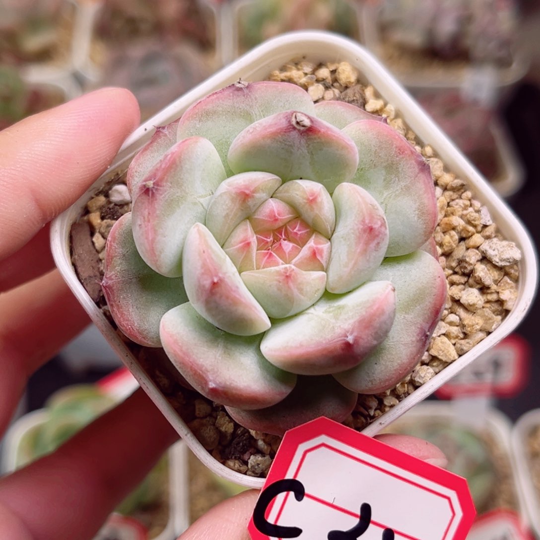 C32 一物一拍 珍妮放漏18包邮