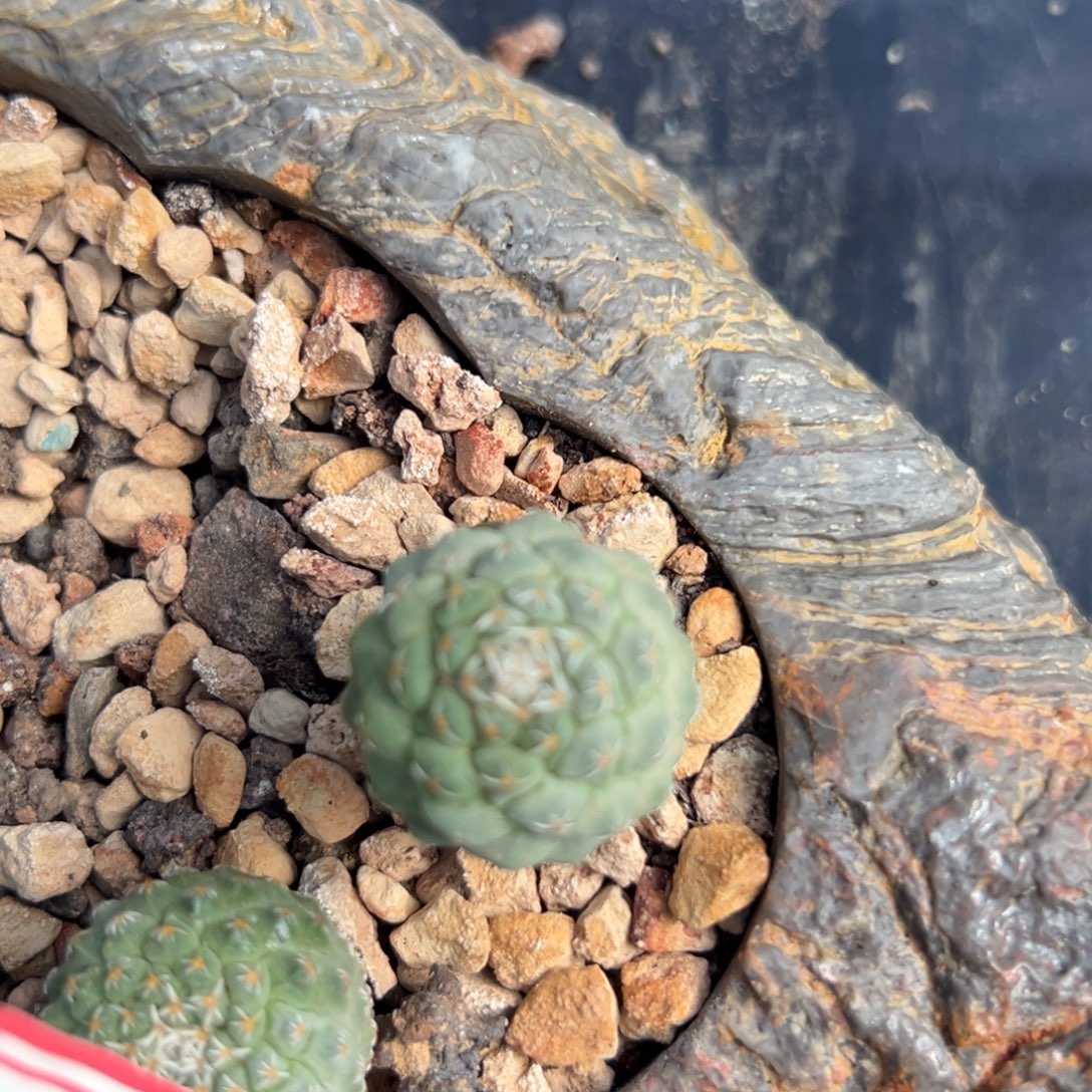 青***水零零落落 零零落落