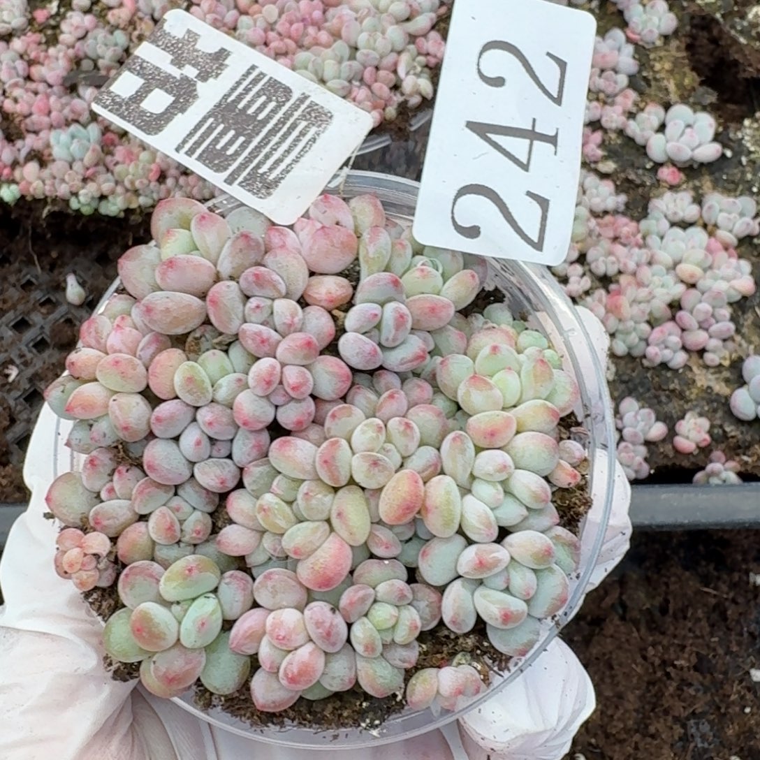 多肉植物多肉植物242