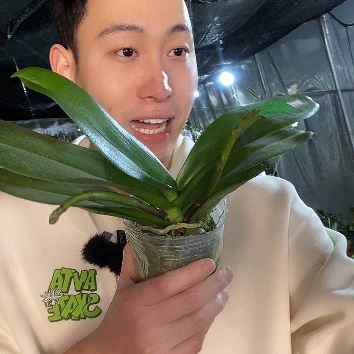 无花朵粉曼蝴蝶兰