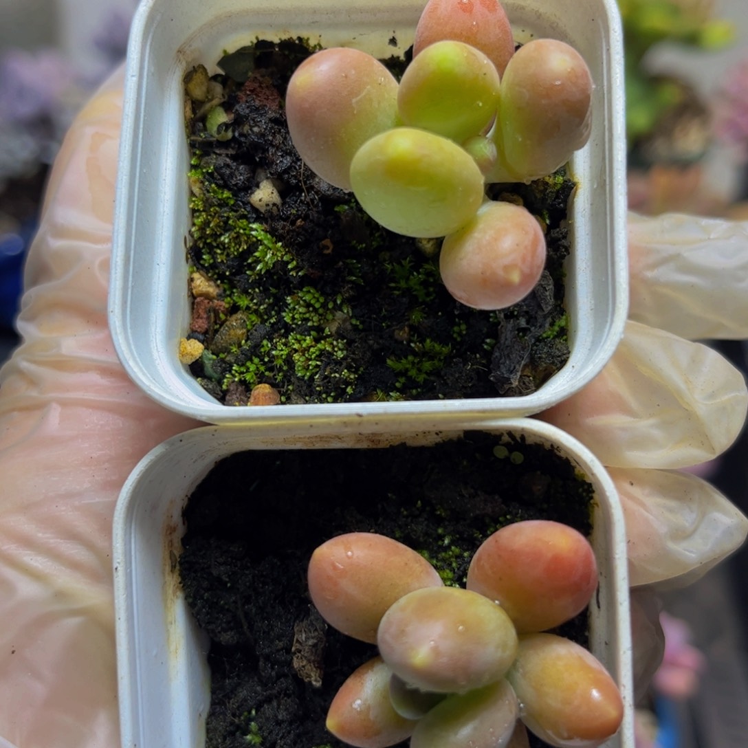 429芒果奶苗（单拍不发）