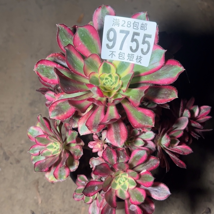 冰淇淋多肉植物法师9755