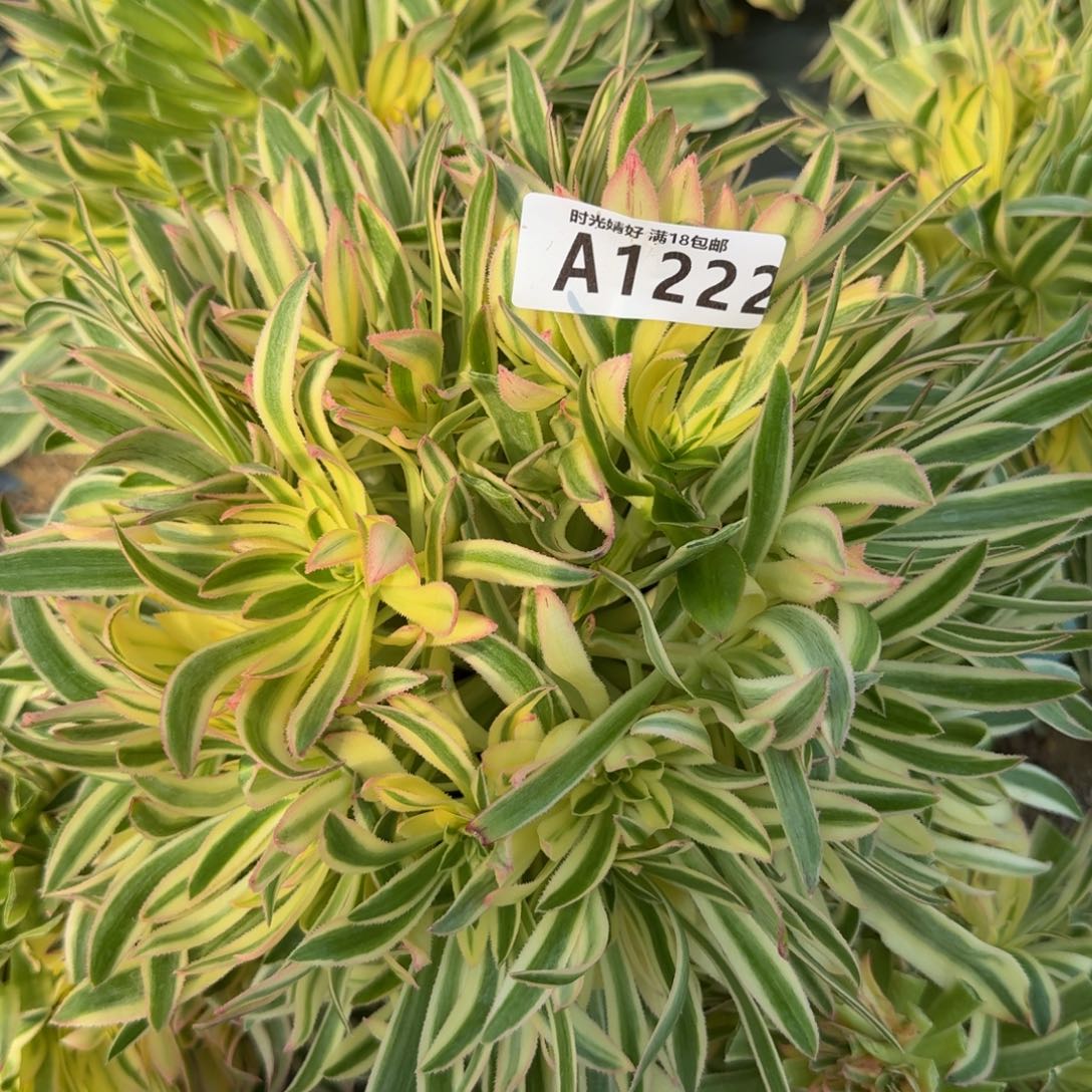 1222夕颜。多肉植物