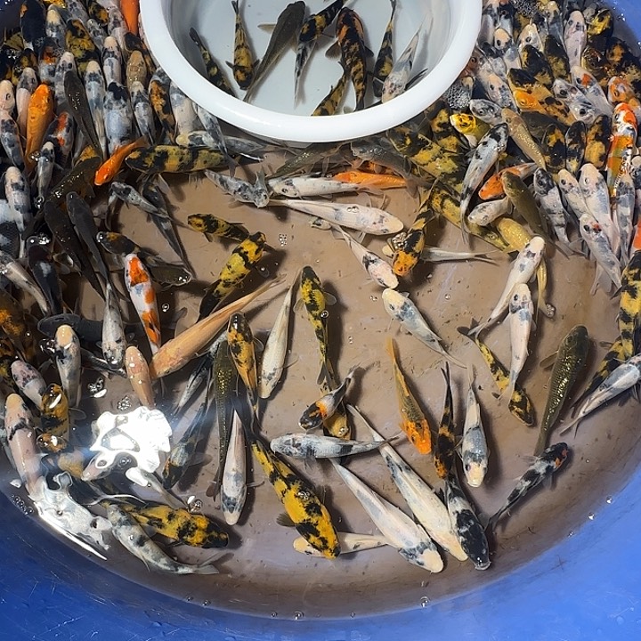 锦鲤锦鲤的故事是