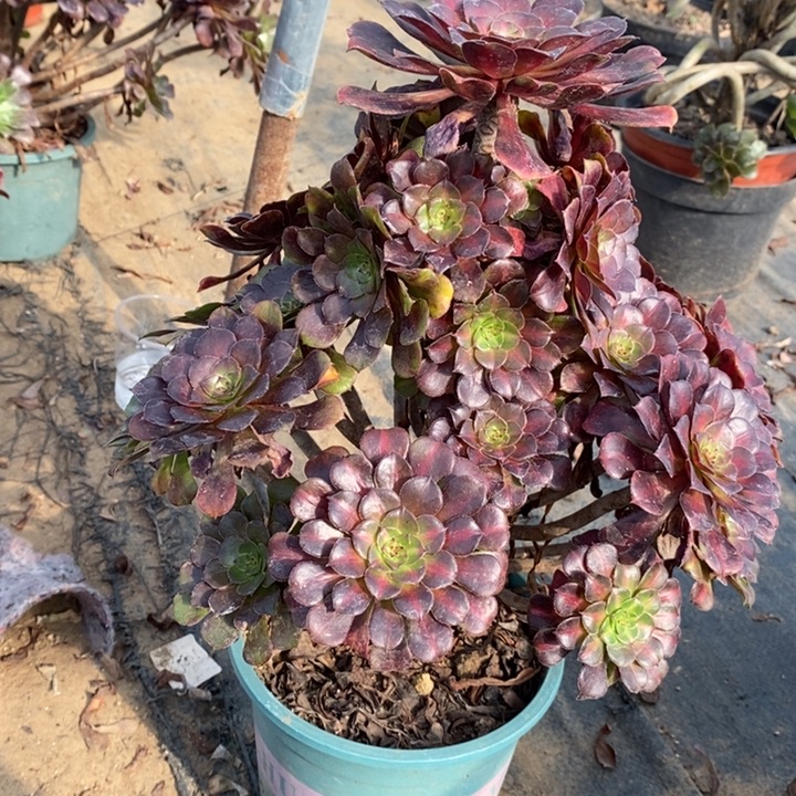 红桐中斑多肉植物56。 