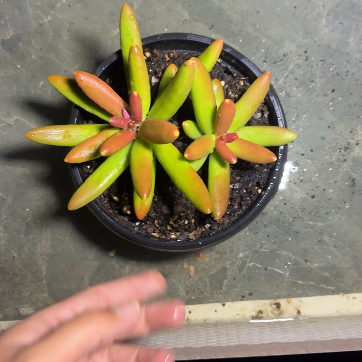 椰子树 双头 一物一拍