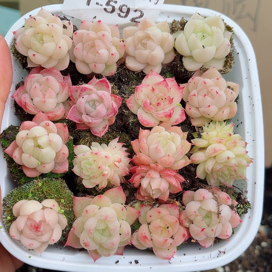 1-592 新疆西藏内蒙不发12.8包邮2-3公分