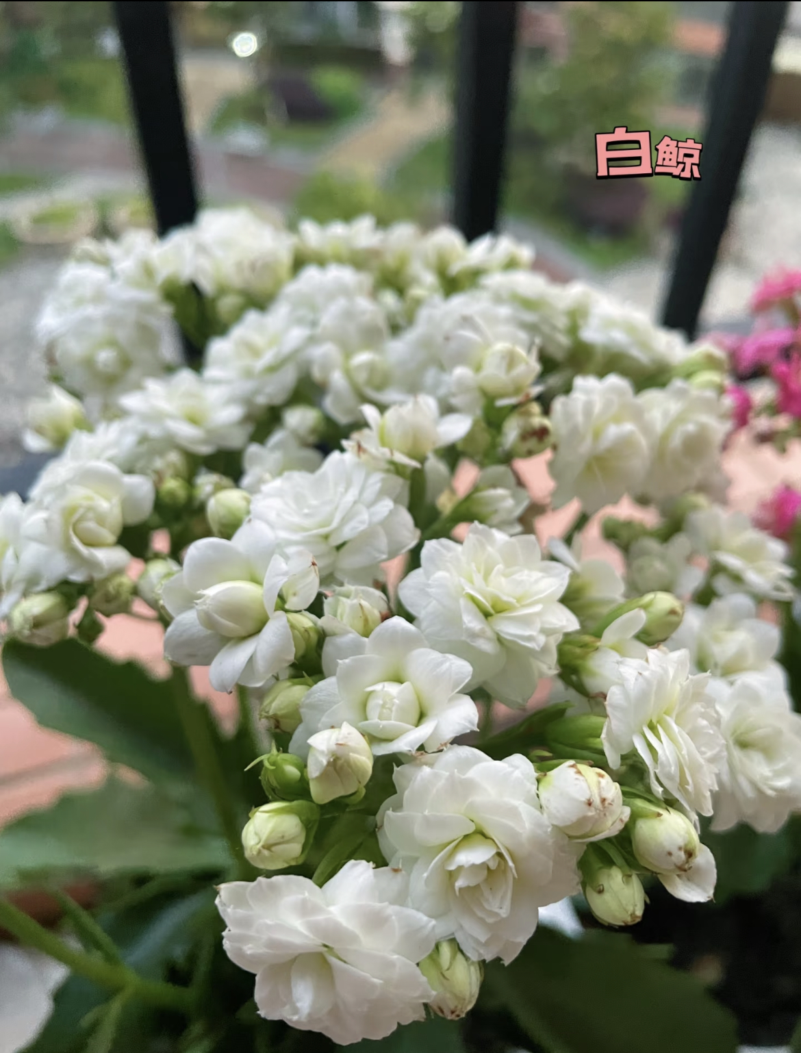 【白鲸】130杯（两单起发）