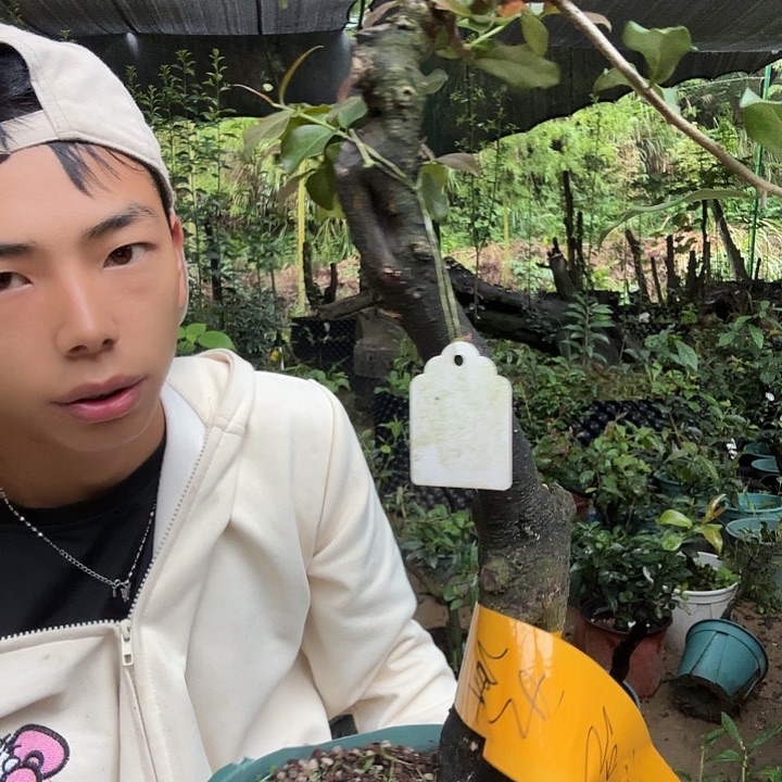 木***蝉无花朵金蛋子容易成活