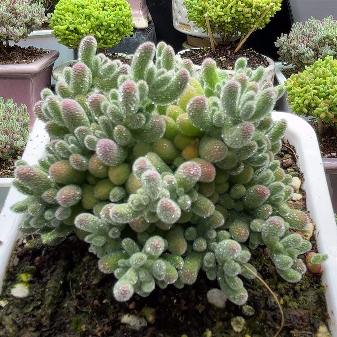 冰晶枝干番杏优秀