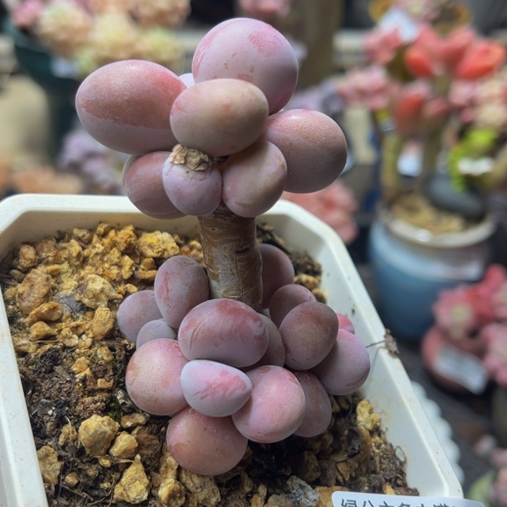 372 腰子桃蛋5 厘米