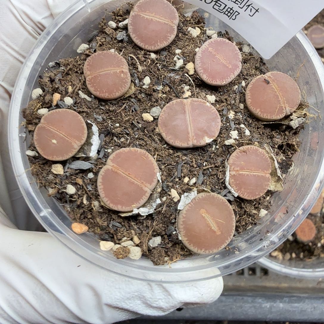 你要回来吃嘛啊哈哈不去131是